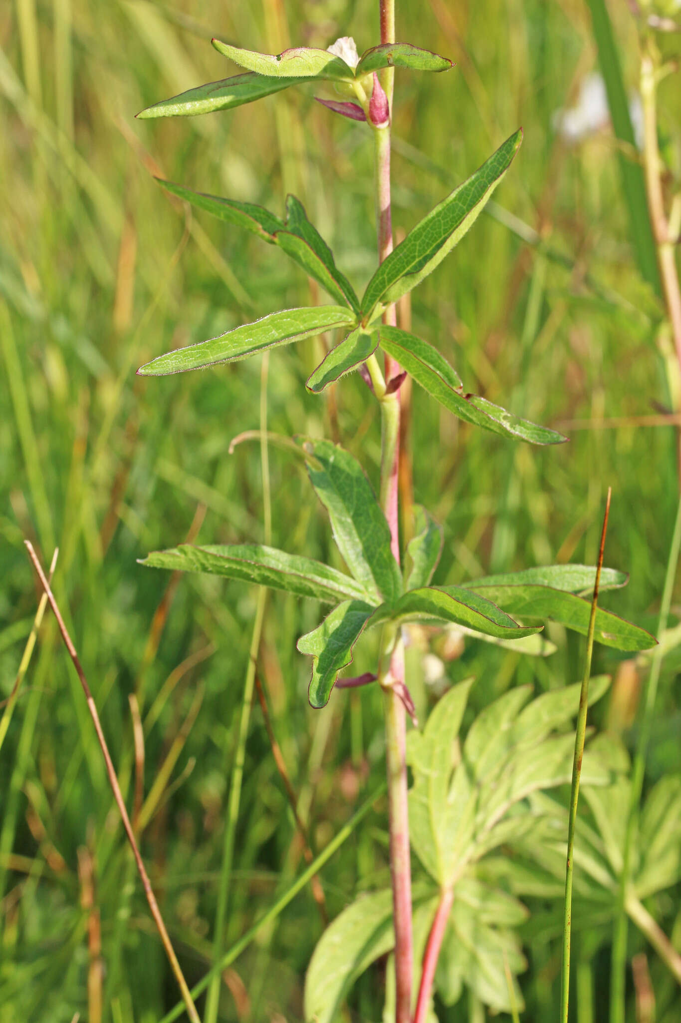 Sivun Sidalcea candida A. Gray kuva