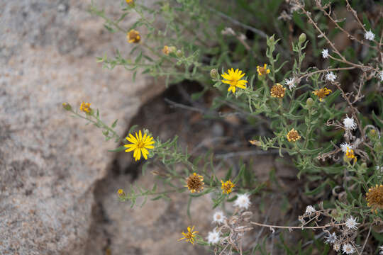 Image of Heterotheca cinerascens (S. F. Blake) G. L. Nesom