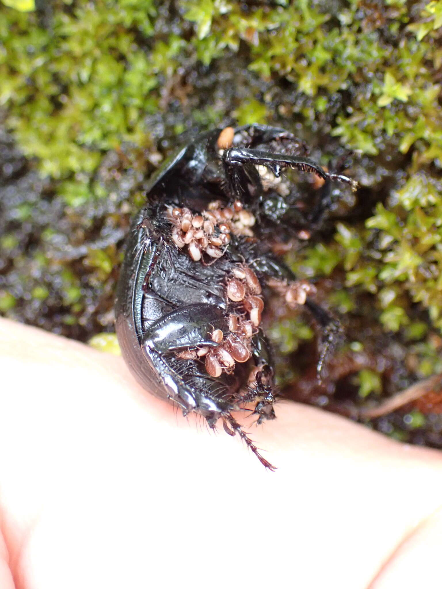 Image of Phelotrupes (Eogeotrupes) formosanus (Miwa 1930)