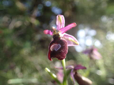 Image of Ophrys flavicans Vis.