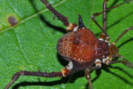 Image of Gonyleptes fragilis Mello-Leitão 1923