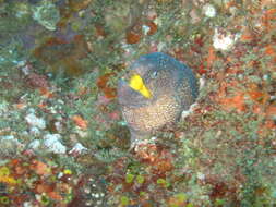 Image of Muraena nudivomer