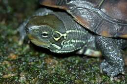 Image of Chinese Pond Turtle