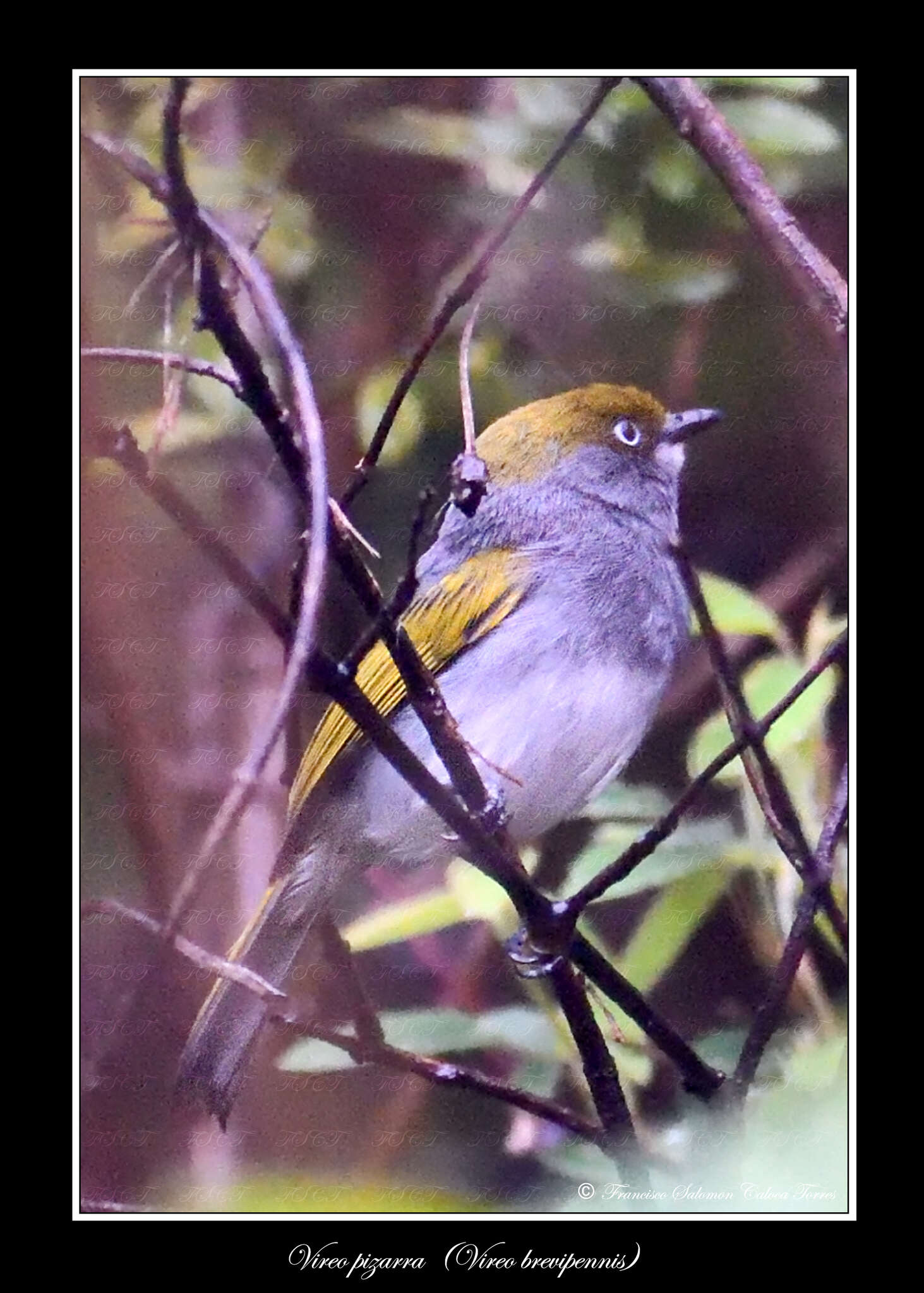 Слика од Vireo brevipennis (Sclater & PL 1858)