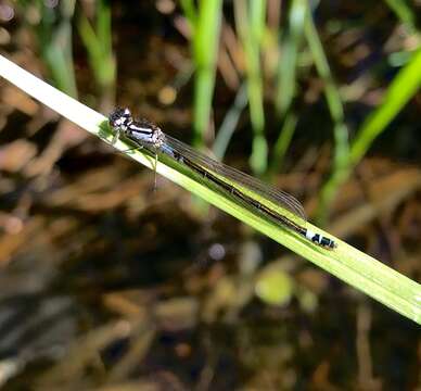 Image of Norfolk Damselfly