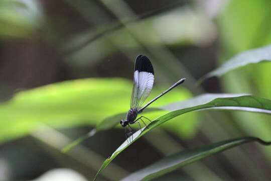 Image of Sapho bicolor Selys 1853