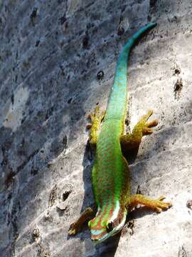 Image of Reunion Island ornate day gecko