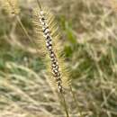 Imagem de Macalpinomyces neglectus (Niessl) Vánky 2004