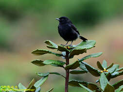 Imagem de Saxicola caprata atratus (Blyth 1851)