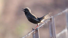 Image of Brown Songlark