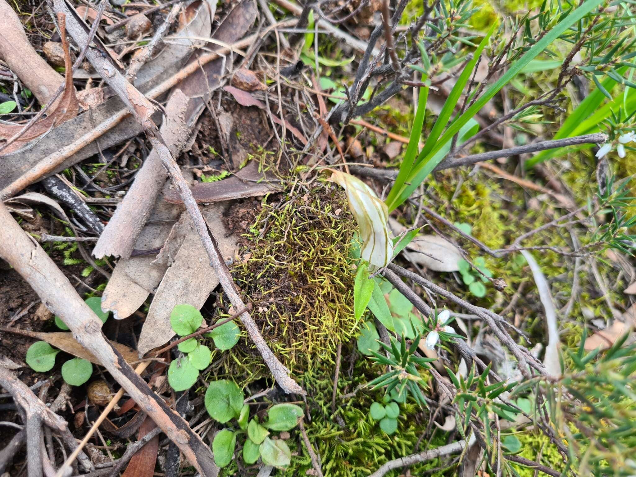 Image of Sharp-leaf greenhood