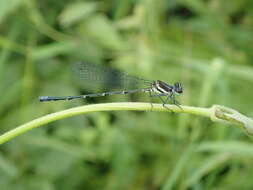 Image de Onychargia Selys 1865