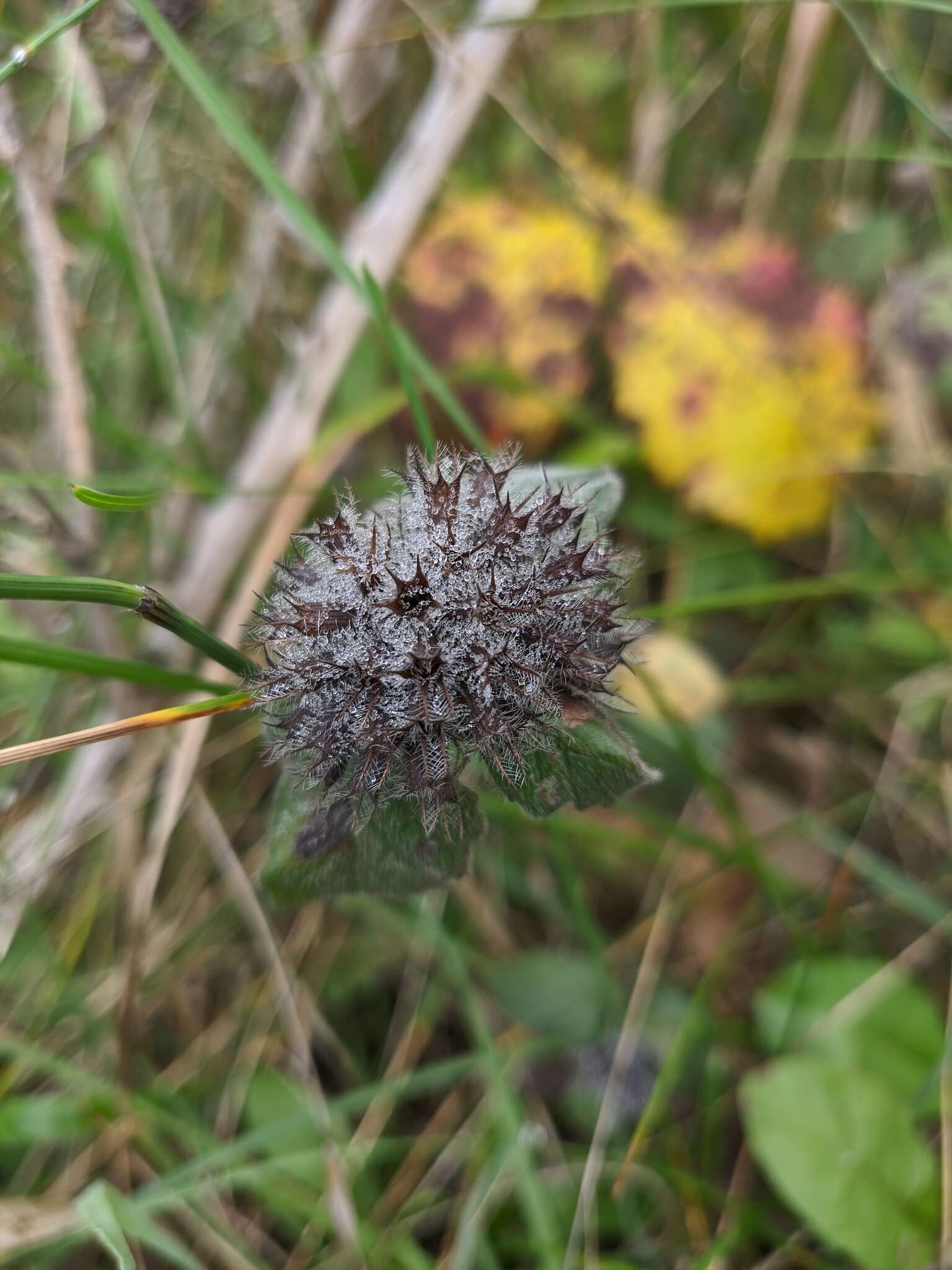 Image of Clinopodium caucasicum Melnikov