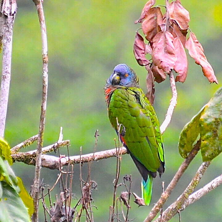 Image of Saint Lucia Amazon