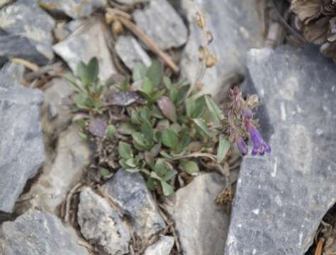 Image of low beardtongue