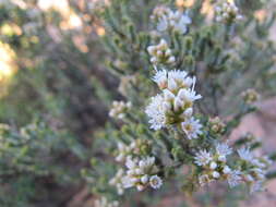 Image of Darwinia salina L. A. Craven & S. R. Jones