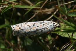 Image of Utetheisa pulchelloides Hampson 1907