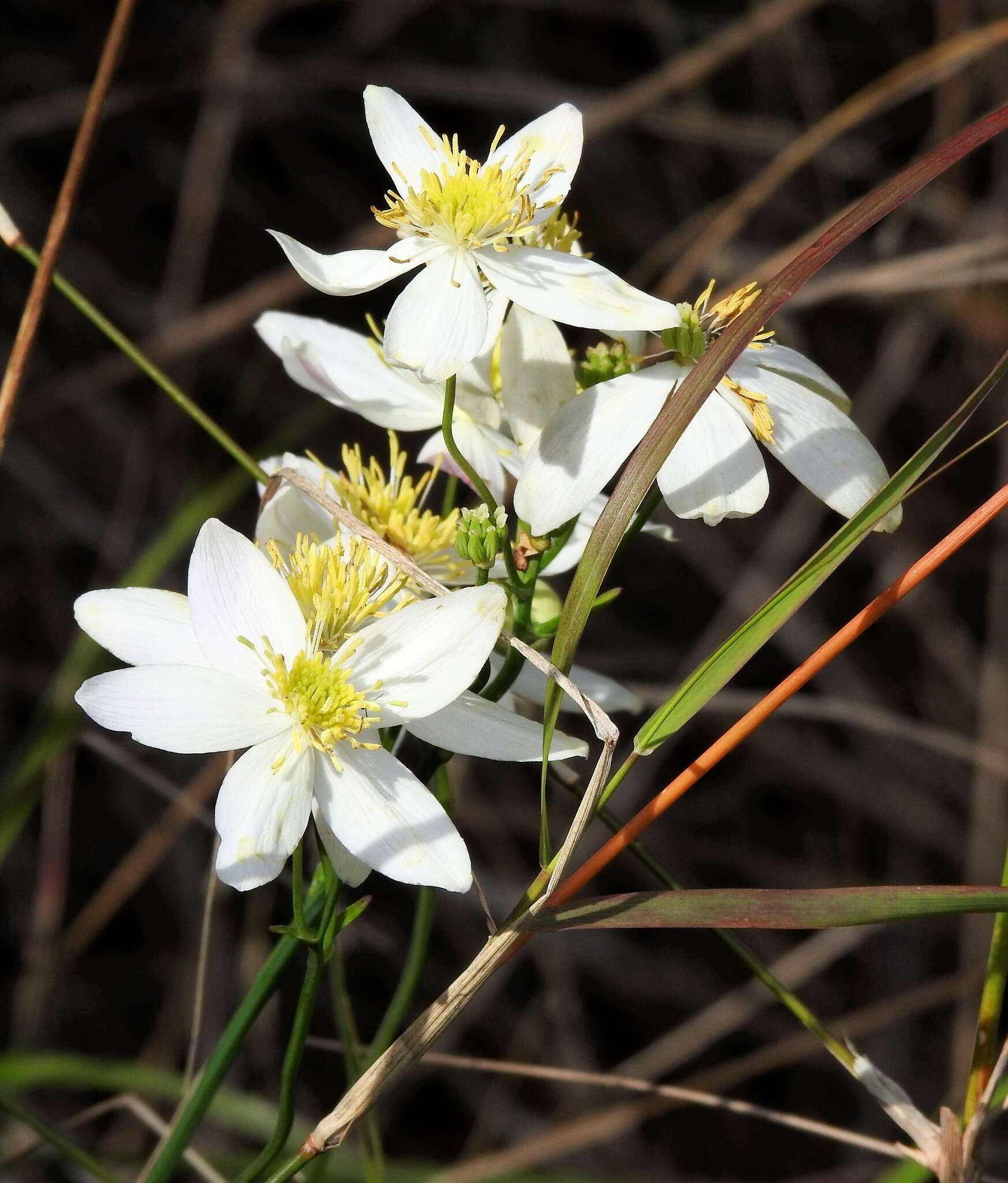 Imagem de Thalictrum tuberosum L.