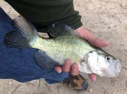 Image of White Crappie