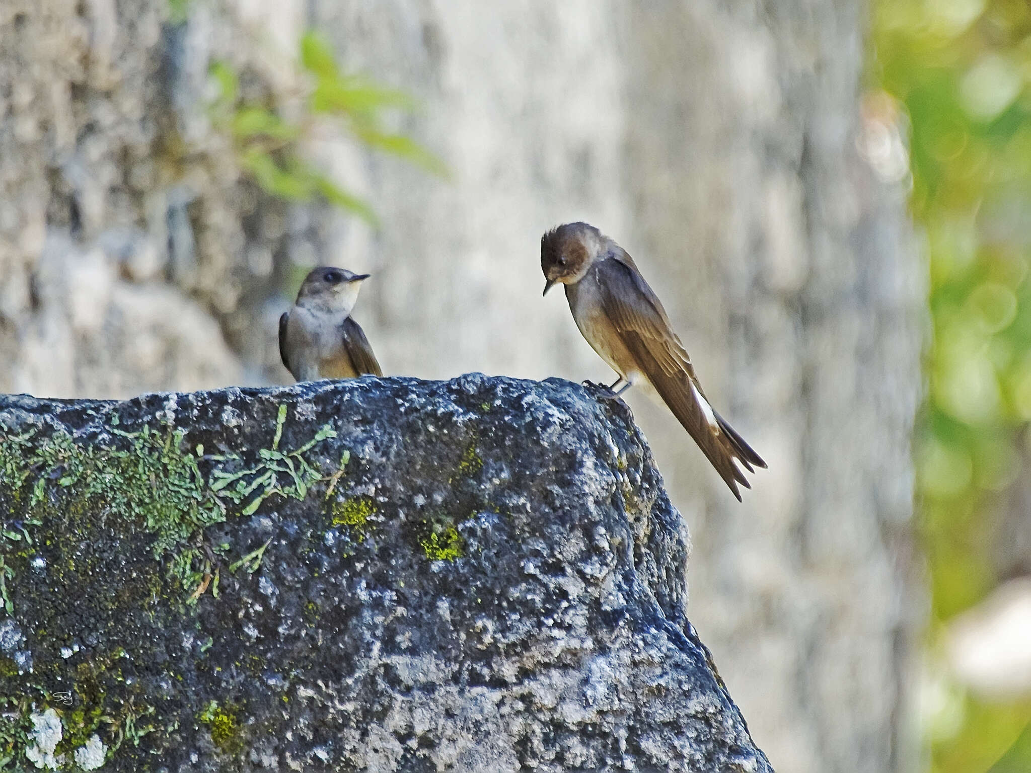 صورة Stelgidopteryx serripennis ridgwayi Nelson 1901