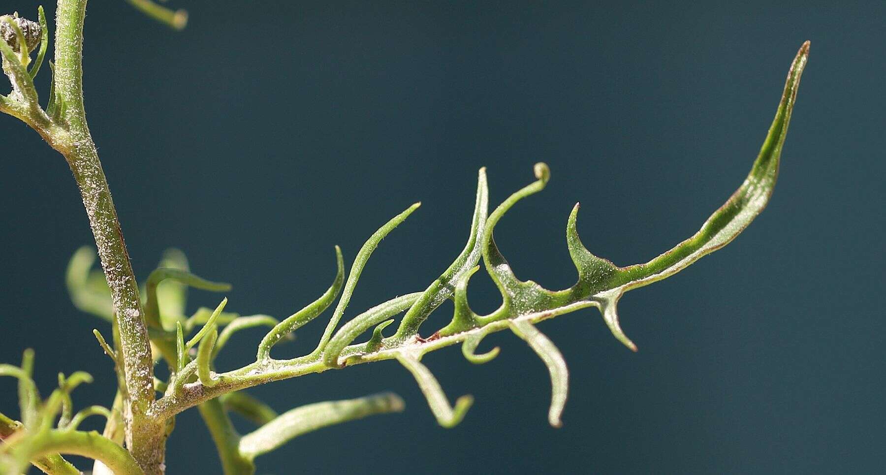 Image of Crepis jacquinii subsp. jacquinii