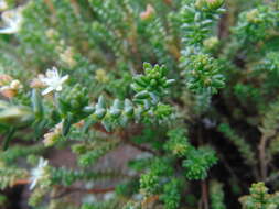 Image of red stonecrop