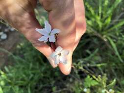 Imagem de Lithophragma cymbalaria Torr. & Gray