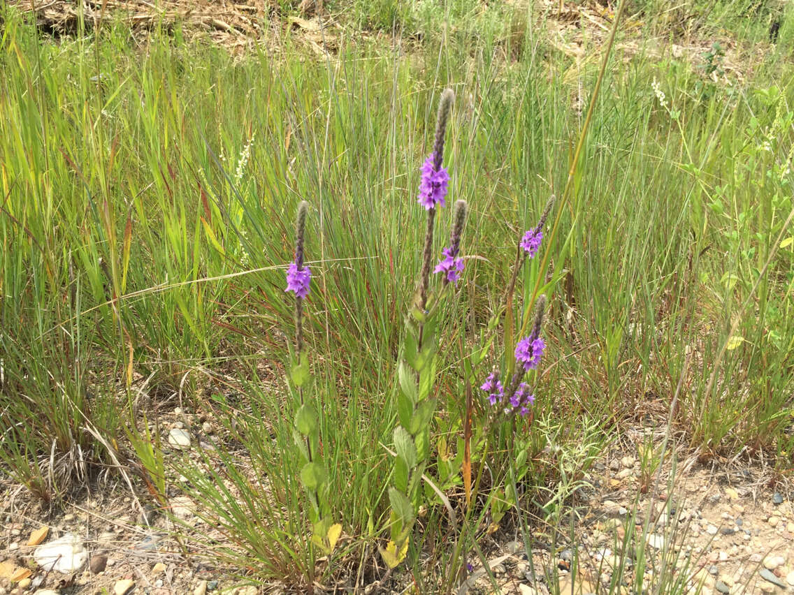 Image de Verbena stricta Vent.