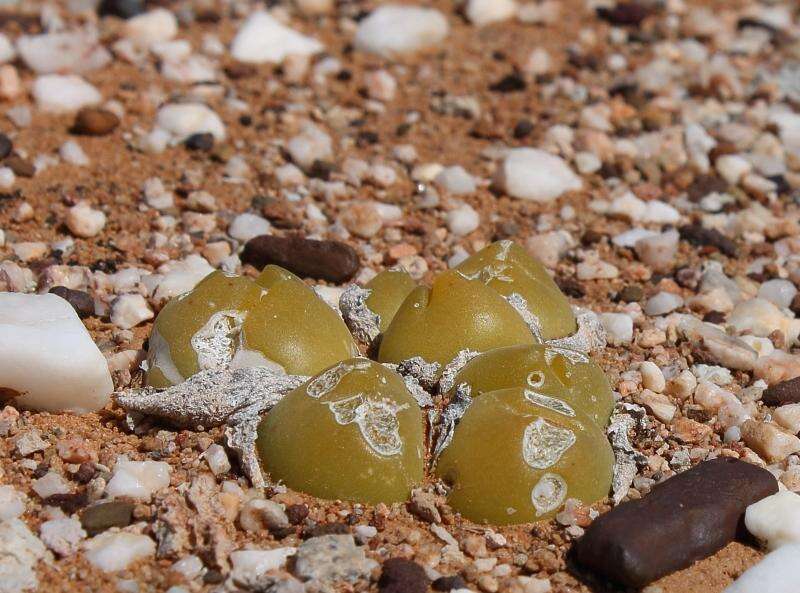 Image of Gibbaeum nuciforme Hartmann