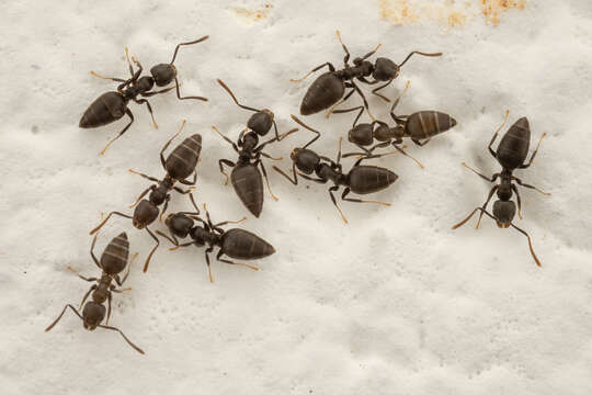 Image of Ant