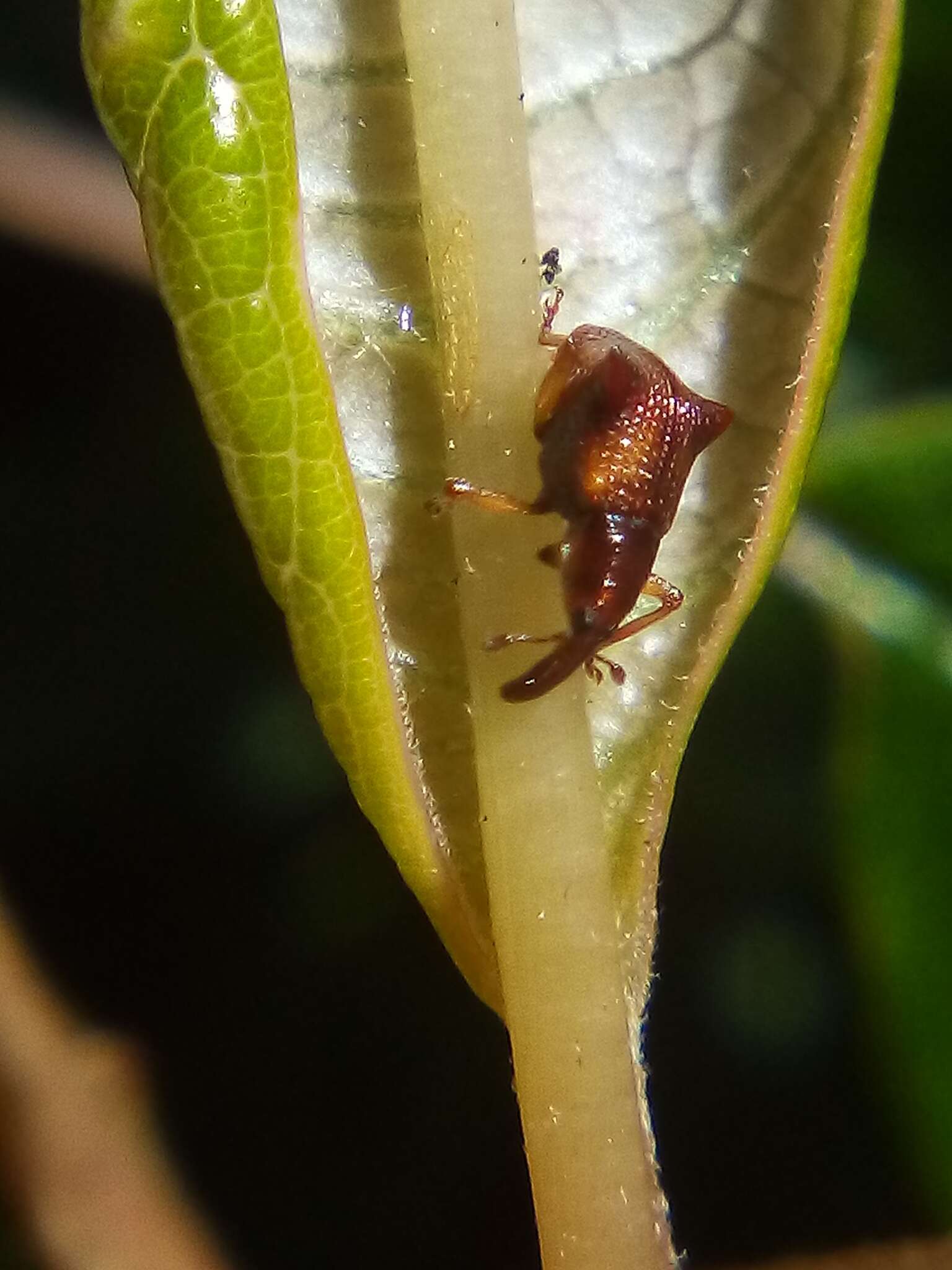 Image of Oropterus coniger White 1846