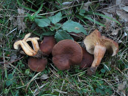 Image of Lactarius serifluus (DC.) Fr. 1838