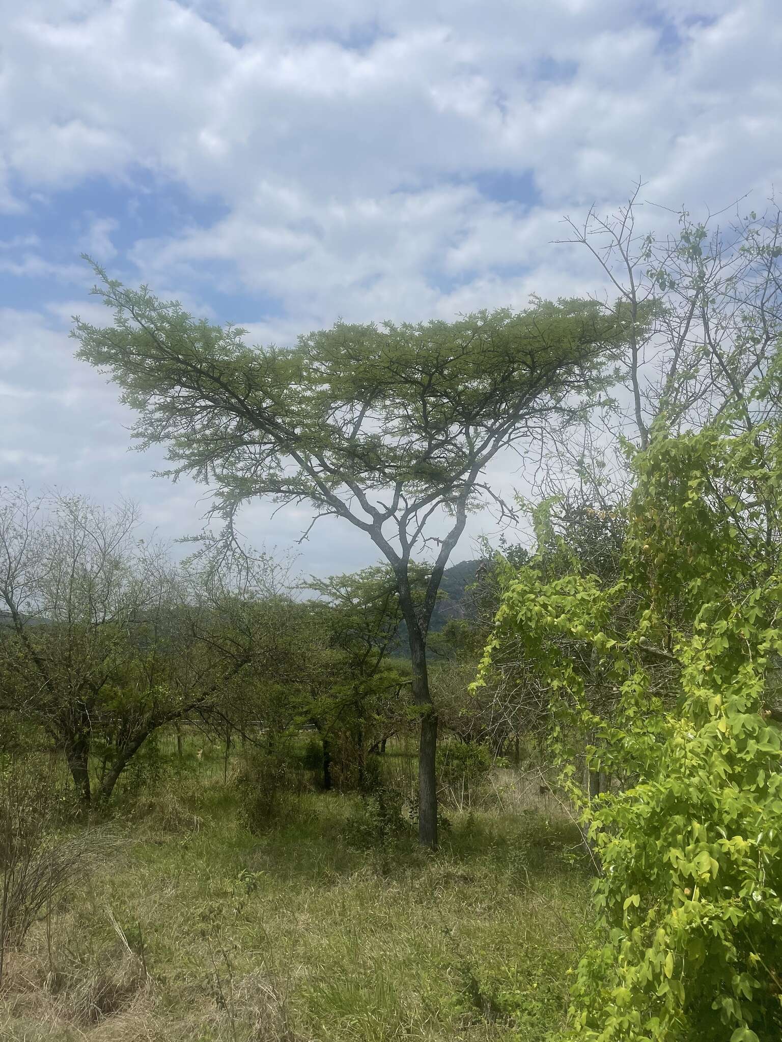 Image of Grey-haired acacia