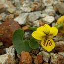 Image de Viola biflora var. carlottae (Calder & Roy L. Taylor) B. Boivin