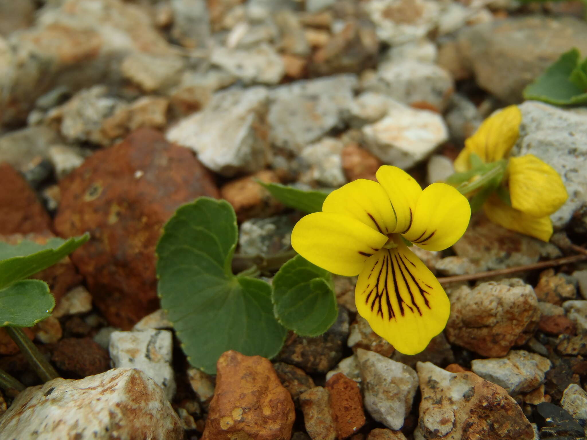 Image de Viola biflora var. carlottae (Calder & Roy L. Taylor) B. Boivin