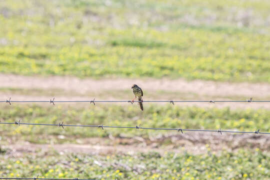 Image of Karoo Prinia