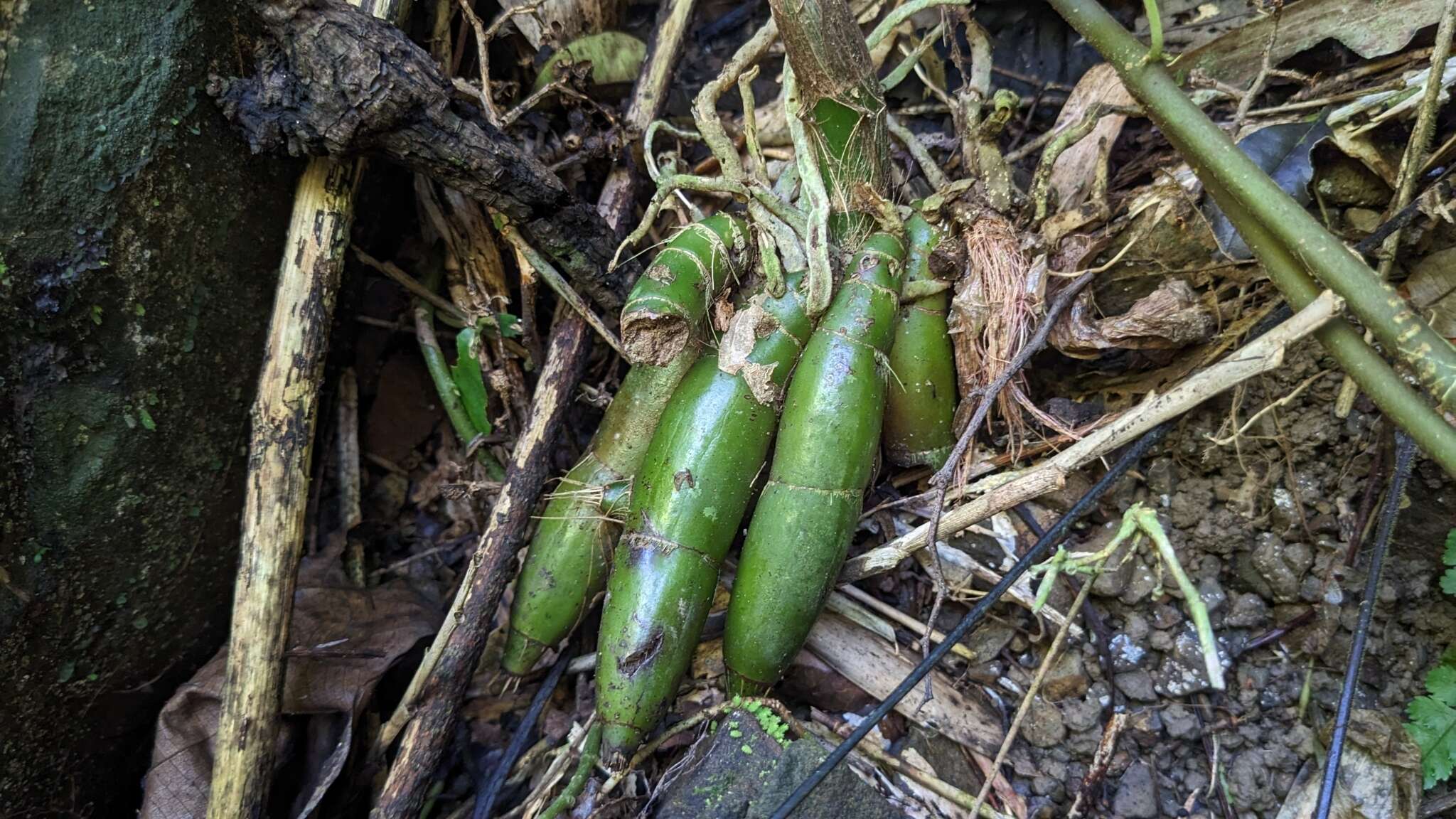 Sivun Eulophia pulchra (Thouars) Lindl. kuva