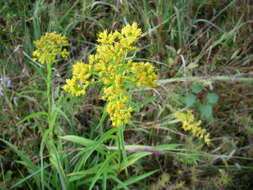 Image of Riddell's Goldenrod