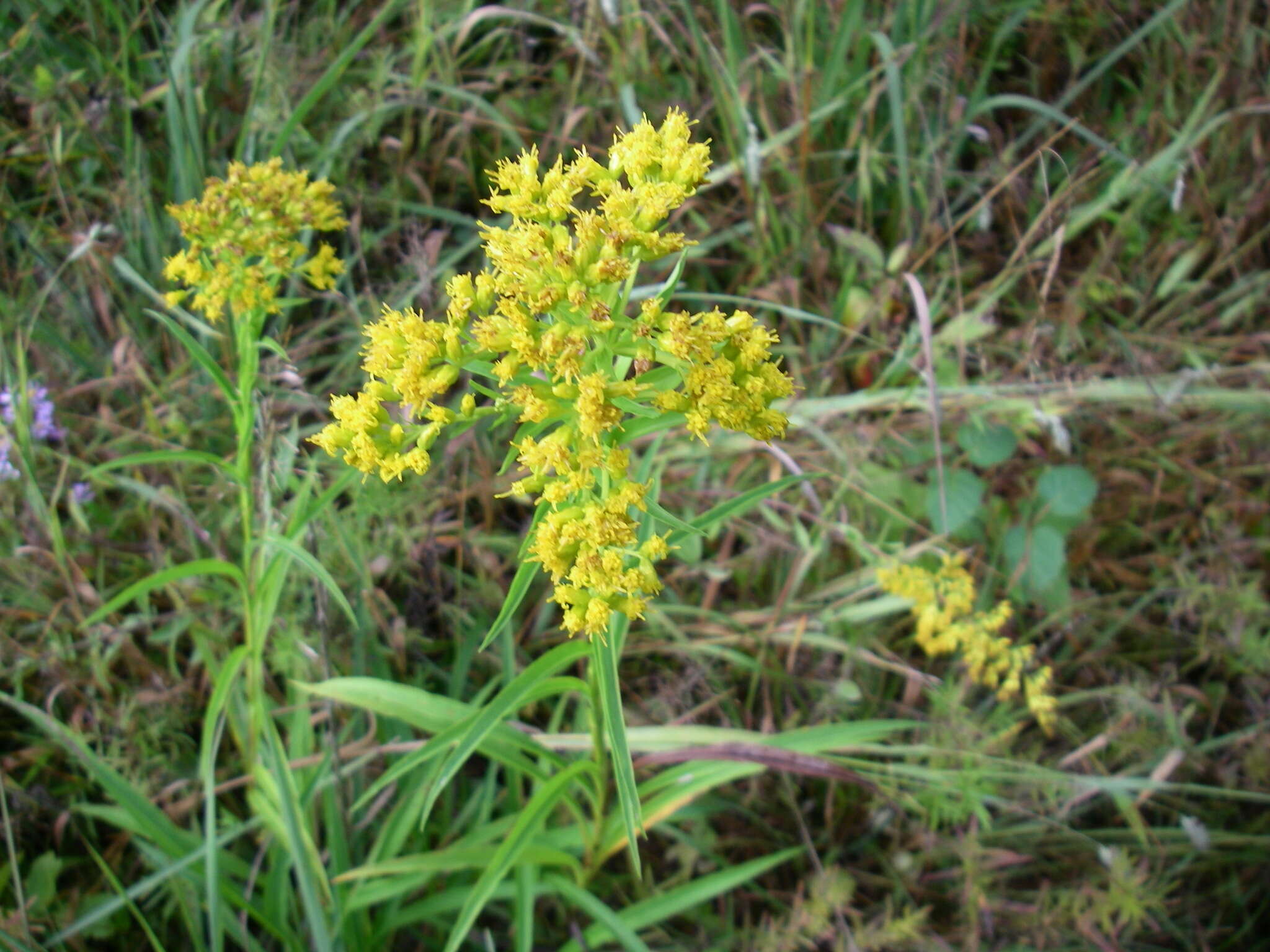 Image of Riddell's Goldenrod