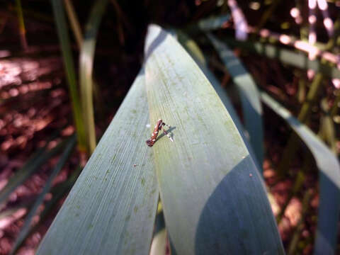 Image of Caloptilia adelosema (Turner 1940)