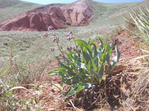 Image de Cynoglossum tetraspis (Pall.) W. Greuter & Burdet