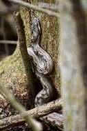 Image of Cuban Black-tailed Dwarf Boa