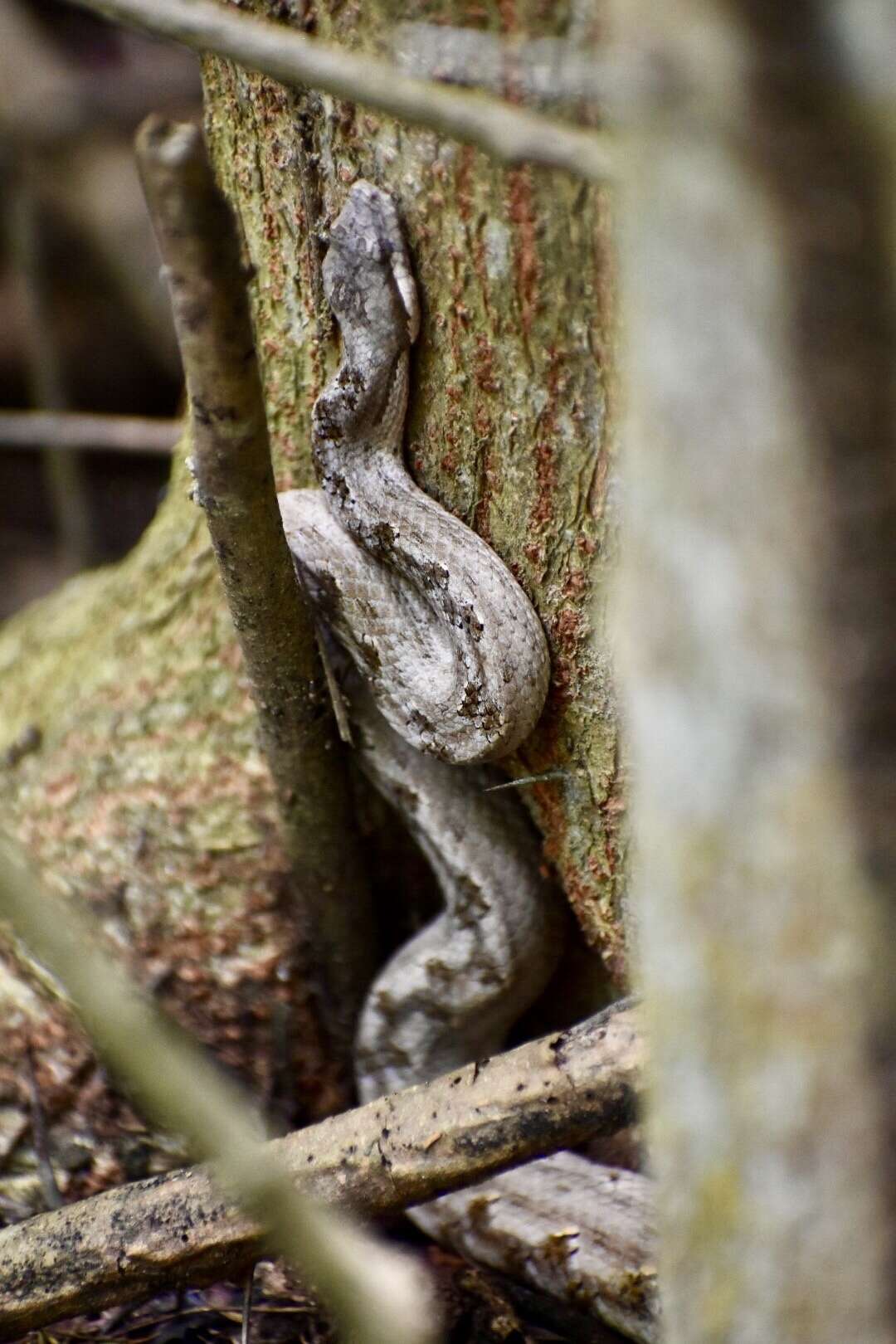 Sivun Tropidophis melanurus (Schlegel 1837) kuva