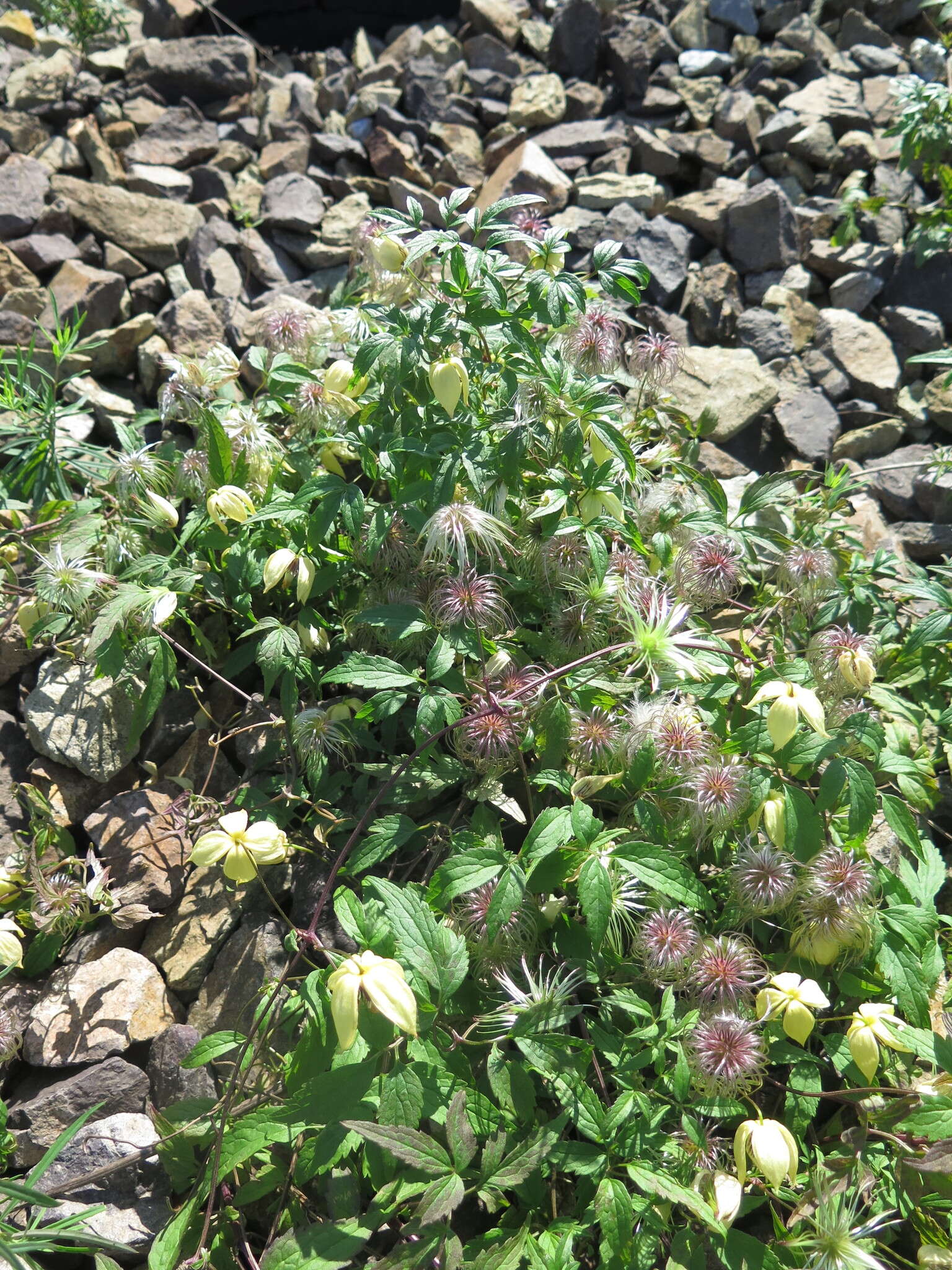 Image of hermitgold clematis