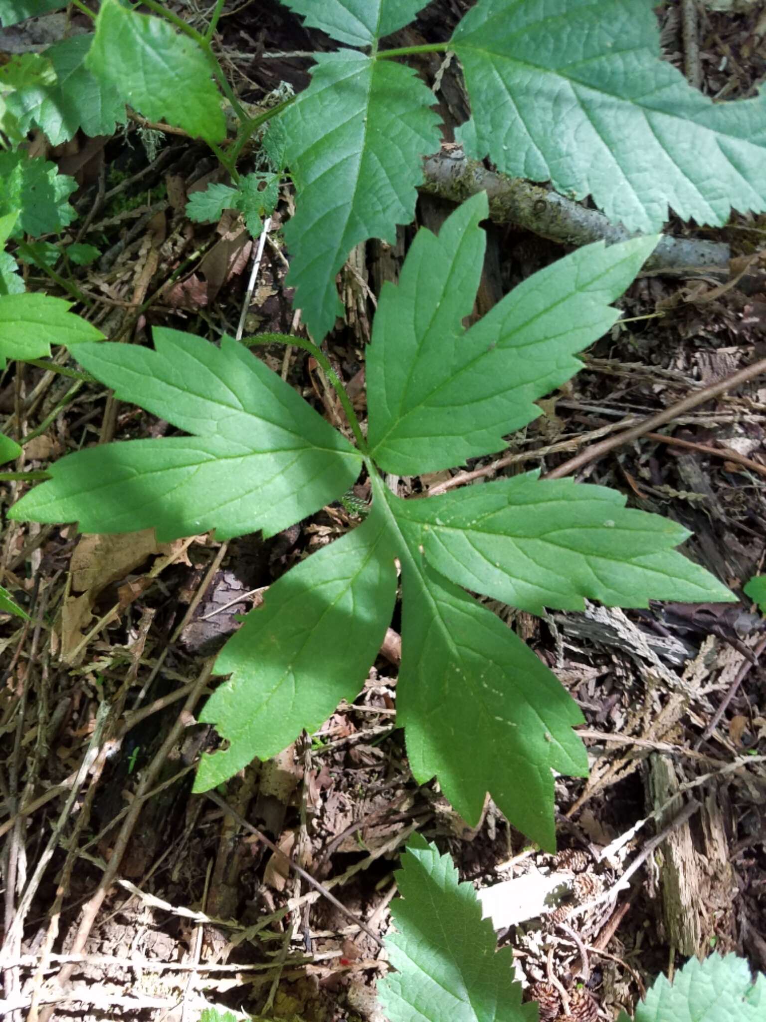 Image of Pacific waterleaf