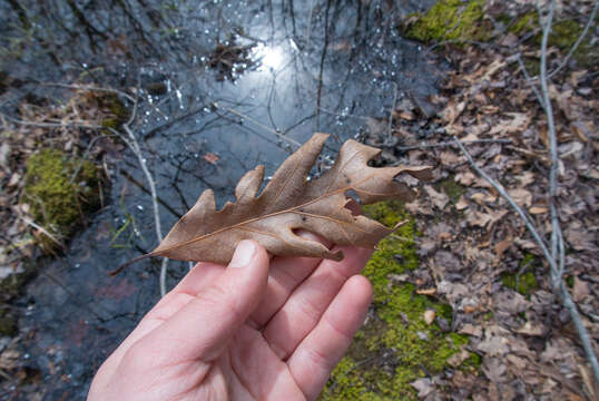 Image of hybrid oak