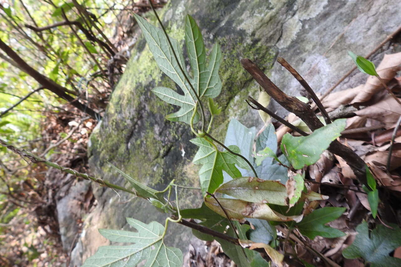 Image de Aristolochia cucurbitifolia Hayata