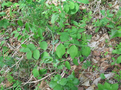 Image of Lathyrus davidii Hance