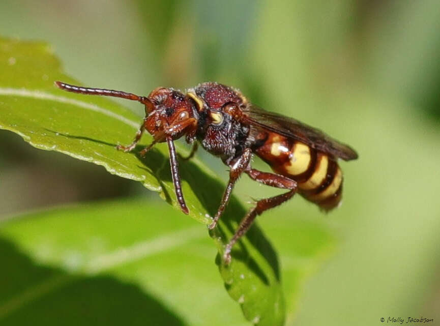 Image of Nomada imbricata Smith 1854