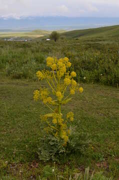 Imagem de Ferula kuhistanica Korov.